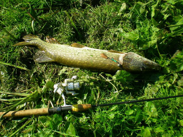 В начале осени можно начинать ловить щуку с плотины пруда на джиг, колебалки и огруженные вертушки.
