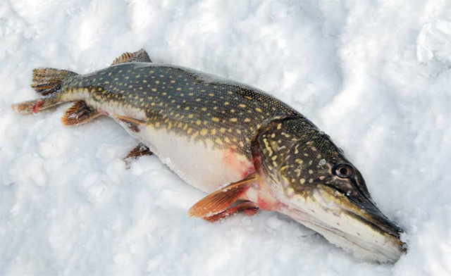 рыбалка на льду в ноябре